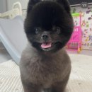 펫트리동물의료센터 이미지