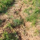 우렁각시 이미지