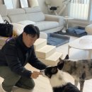 세이브독 이미지