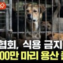 개판 이미지