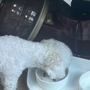 더 스마일독 이미지