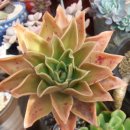 풀빛정원 이미지