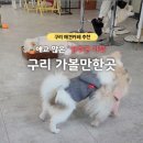 지금여기서행복하개 이미지