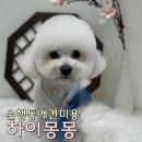 하이몽몽 이미지