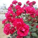 초록별숲유치원 이미지