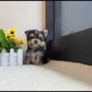 대명동 강아지 이미지