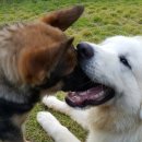 애견친구 이미지