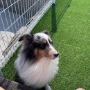 여수 스테이멍 애견펜션 | / 전라남도 여수 / 스테이 멍 애견펜션 ㅣ 애견동반펜션 후기