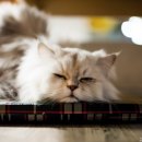 언제나고양이 이미지