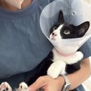 파주고양이 미용실 이미지