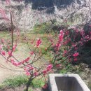 섬진소프트 | 광양 매화마을 매화축제 후기 - 개화상태 주차 방문 꿀팁