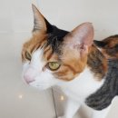 미사늘봄동물병원 이미지