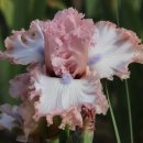 아이리스 이미지