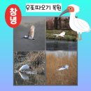 우포 따오기 구조 치료센터 | 창녕 우포따오기 복원에 관하여