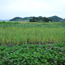 고향주유소 이미지