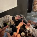 바우바우 이미지