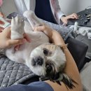 네모강아지 이미지