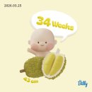 [주수일기] 34-36주 기록, 임산부 붓기,환도선다,임당산모,육아용품준비