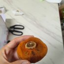 남장농원