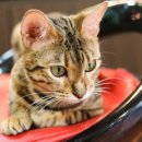 엘리스펫 이미지