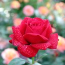 곡성 기차마을 애견동반펜션 이미지