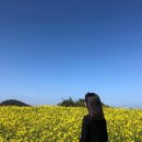 덴드리 이미지