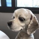 미즈희 | 연산동카페 연산동브런치 애견동반카페 미즈희 다녀온 후기