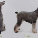 강아지 정거장 이미지