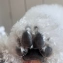 욜랑욜랑 이미지