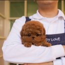 강아지분양 퍼피베이비 이미지