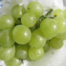 요한농원 Daum카페