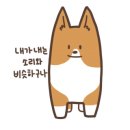 콩테니스