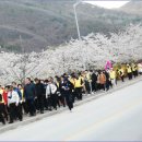 2018 충주호 벚꽃축제 3일간의 일정으로 화사하게 열려 이미지