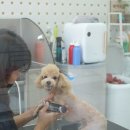 WOOF CUT 이미지