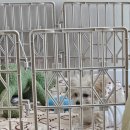 어서와 댕댕아 이미지