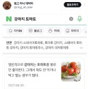 헐 강아지한테 토마토 주면 안 되는 이유..twt 이미지