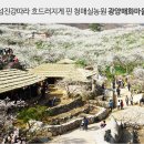 하동군청 뒷편 | ★특가★섬진강 매화마을/화개장터/최참판댁/이몽룡&amp;성춘향의 사랑이 시작된[광한루]