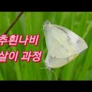 배추흰나비 한살이 과정---(짝짓기) 이미지