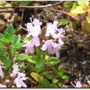 들꽃풍경 이미지