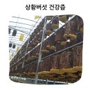 코스모스길 | 유기농이라 더 믿음직한 코스모스길 옆 상황버섯 건강즙