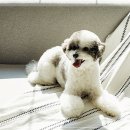 펫퍼스트 24시 강아지분양 고양이분양 파주운정점 | 펫퍼스트 24시 강아지분양, 고양이분양 파주운정점에서 행복한 시작~