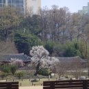 살구꽃핀마을은 이미지