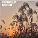 군문유치원 | 경기도 가을 억새 일몰 명소 평택역 근처 가볼만한곳 평택 원평나루
