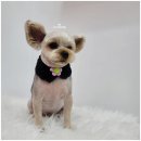 오도DOG 펫살롱 이미지