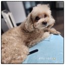 동명덴탈 | 강아지 영양제 패드 사료 내 돈산 사용 후기