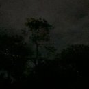 (유) 반딧불 | 보홀 반딧불투어 후기