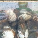 희안식당 이미지