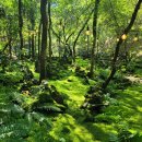 6월7일 봄날의 연서 자라섬 페스타 &amp; 숲속 작은유럽 제이드가든 힐링출사 이미지