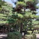 신나무실육교 이미지