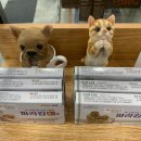 경주 동물 약국 이미지